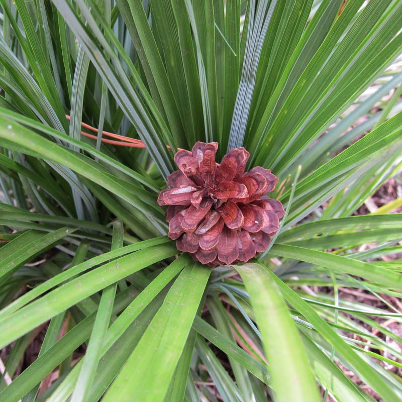 pinecorn